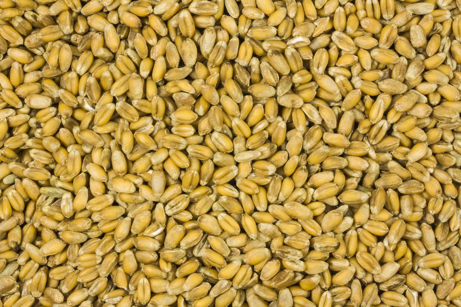 Trigo Biológico 25kg
