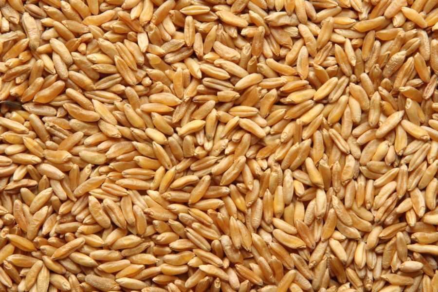 KAMUT® Khorasan Trigo Biológico 25kg