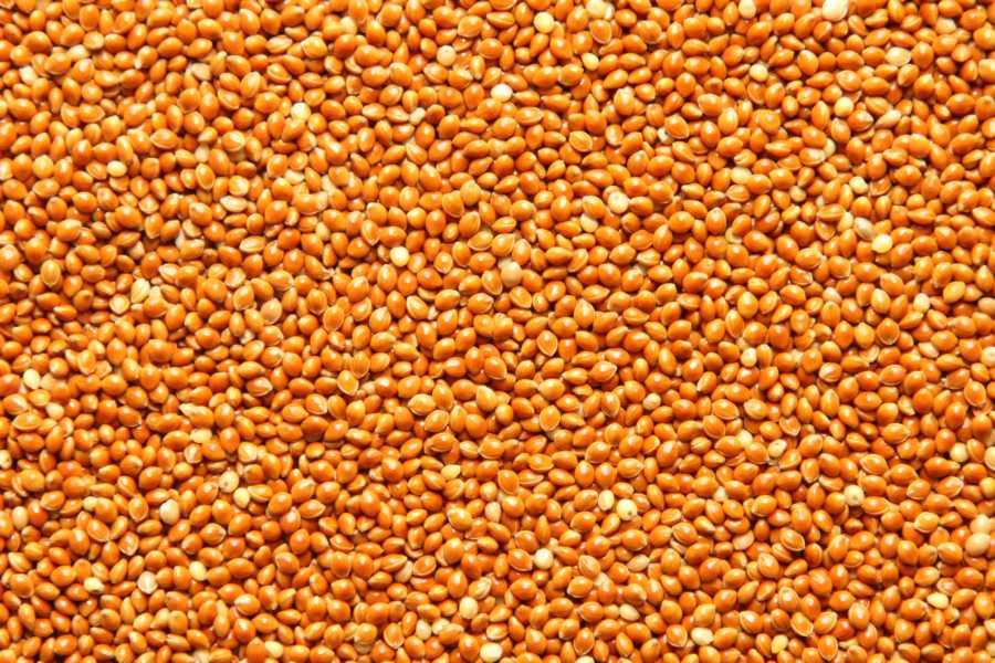 Milheto Marrom Biológico 25kg